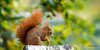 Krafttier Eichhörnchen – Der geschickte Luftakrobat